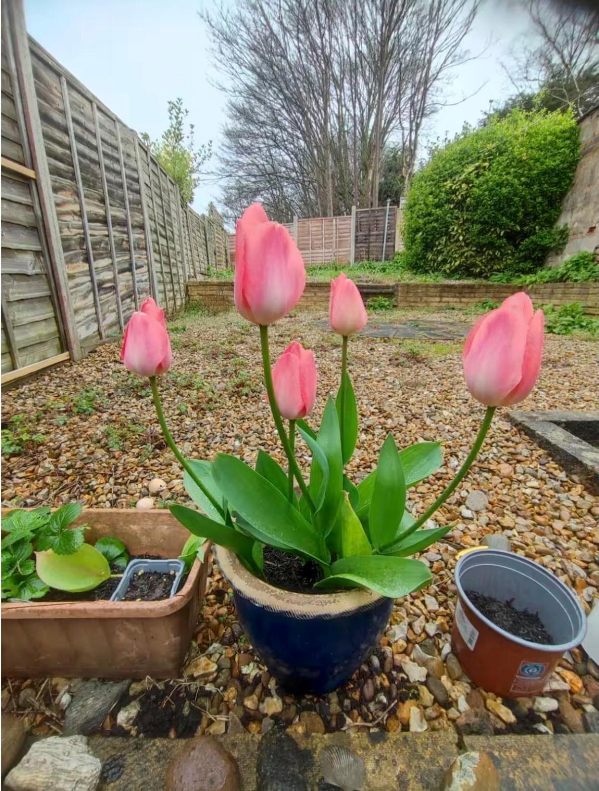 Rarely New! Sunning King-bed With A Mini Fridge, Delicate Work Space And Breakfast In A 3-bed Cosy House, Super Quiet And Full Of Hospitality Homestay