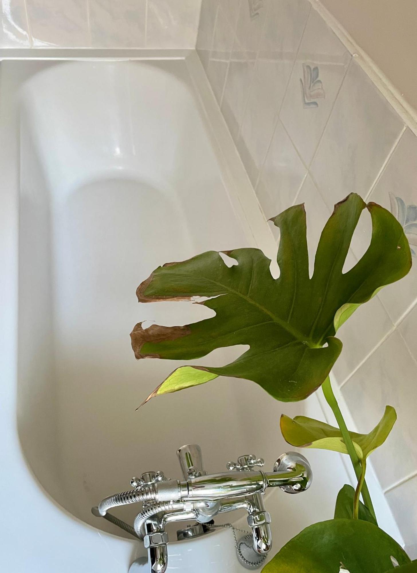 Homestay Rarely New! Sunning King-bed With A Mini Fridge, Delicate Work Space And Breakfast In A 3-bed Cosy House, Super Quiet And Full Of Hospitality
